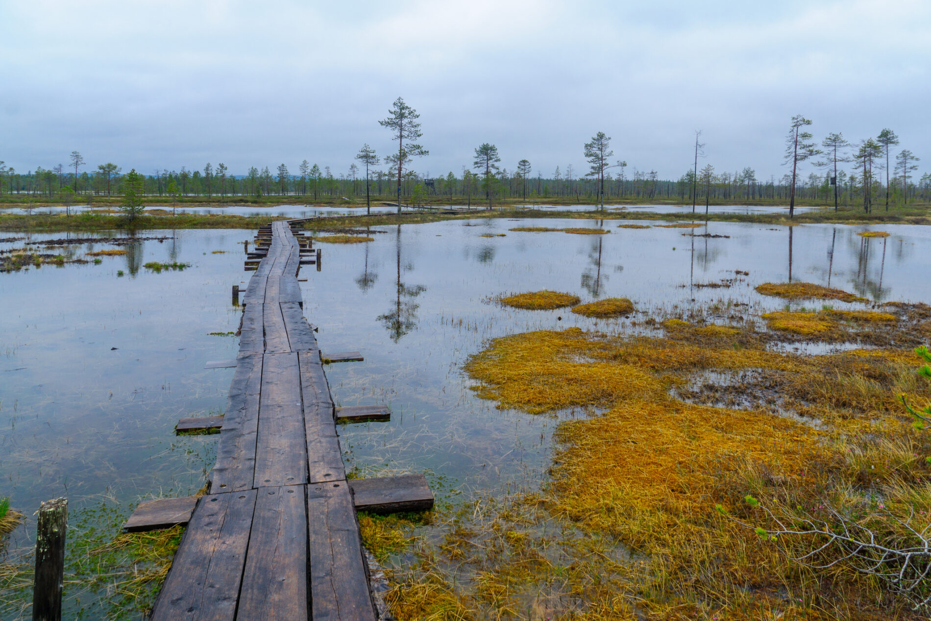 Footpath of duckboards over a marshland