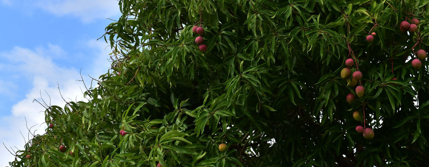 A mango tree in Kenya