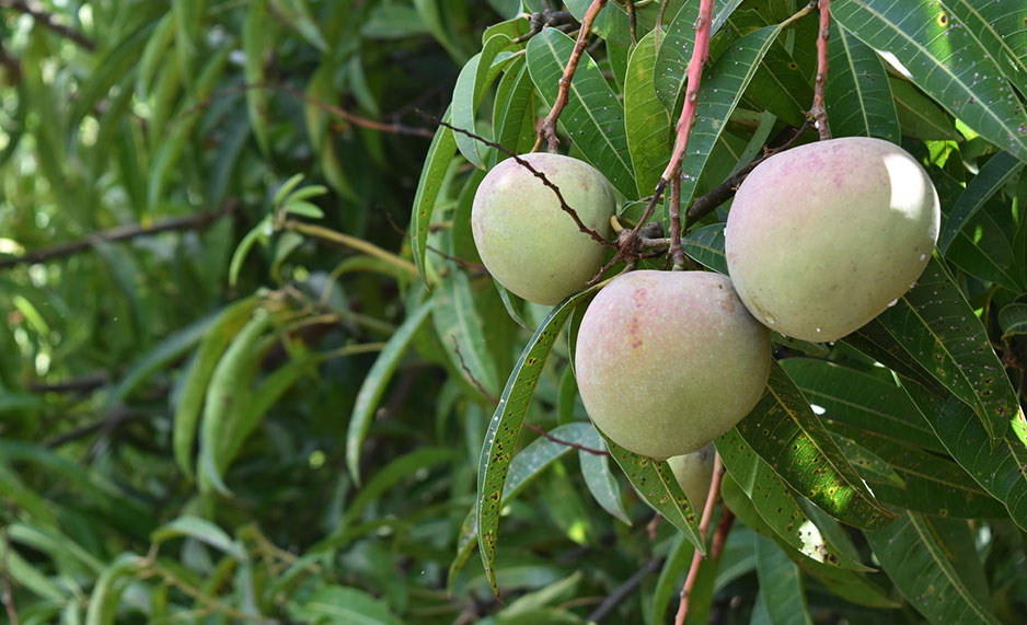 Mangos on a tree