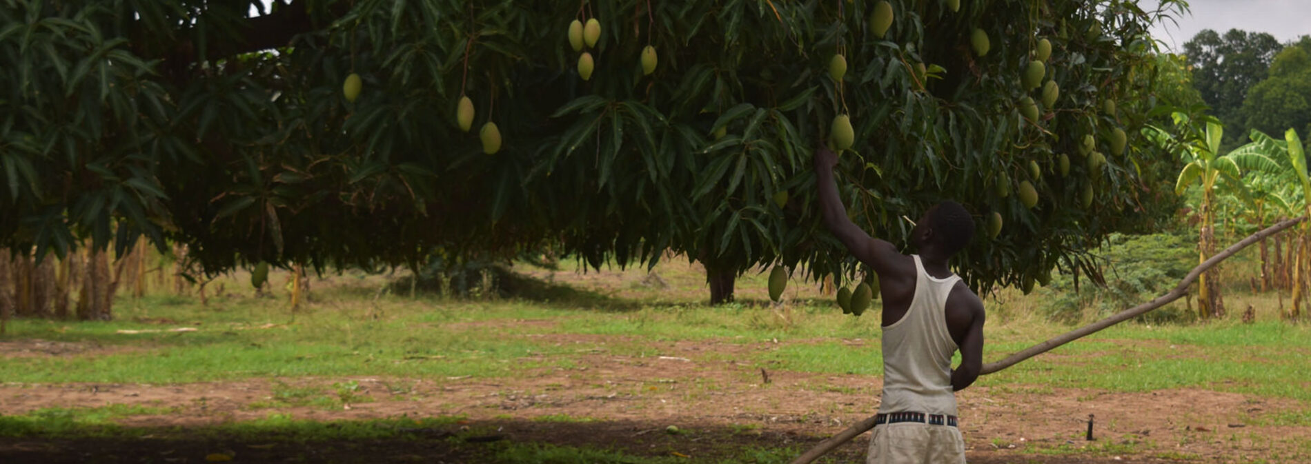 A man checking a mango on a tree.