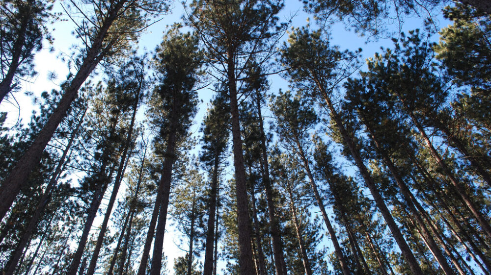 tree canopy