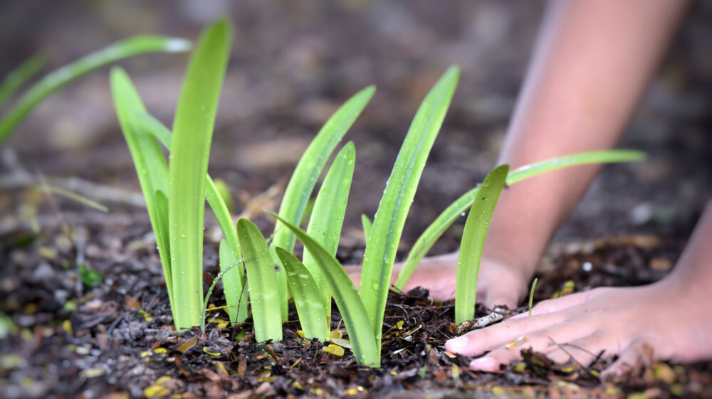 Green shoots