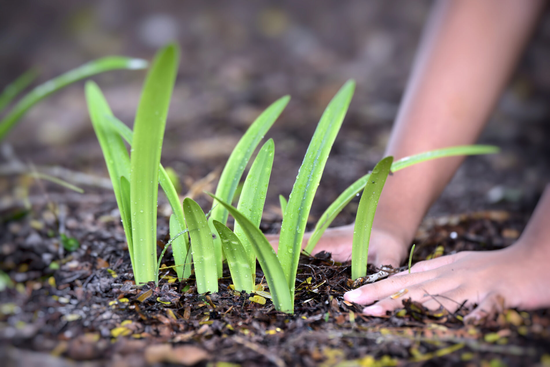 Green shoots