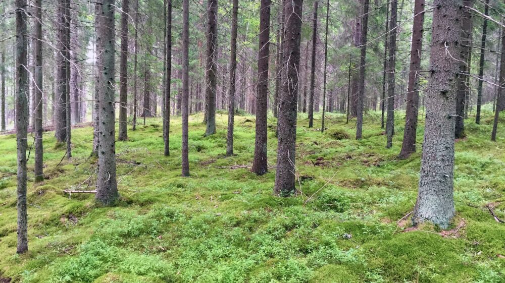 European Pine Forest - graafme/Pixabay