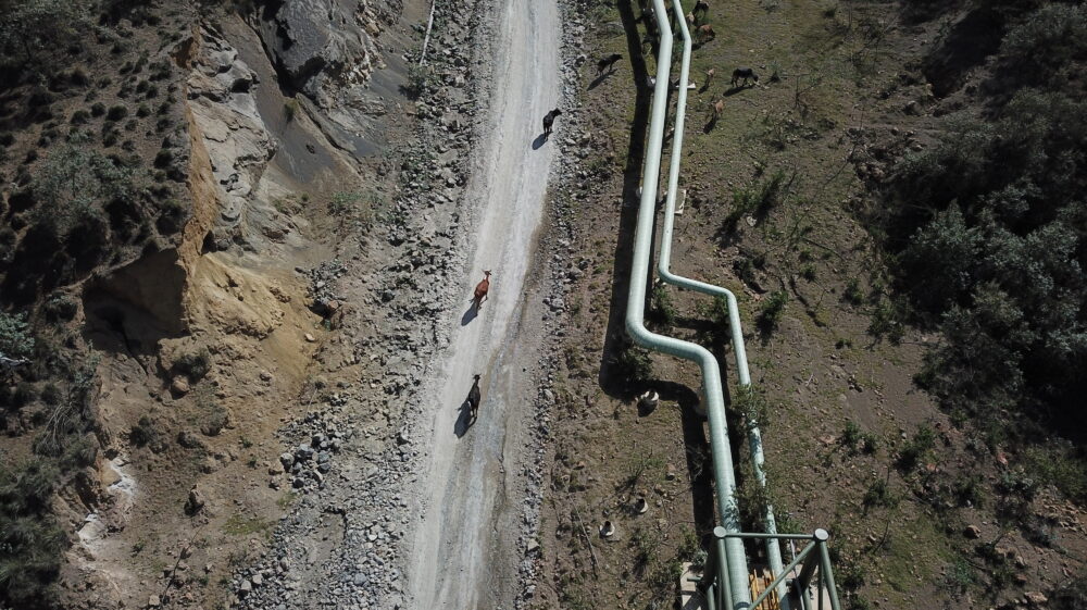 Cows and geothermal steam piping, Kenya