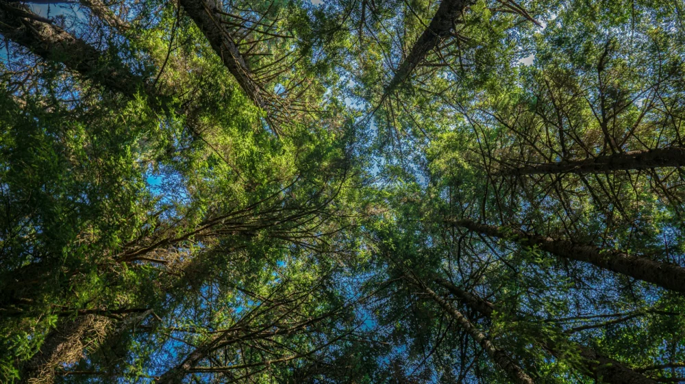 tree tops