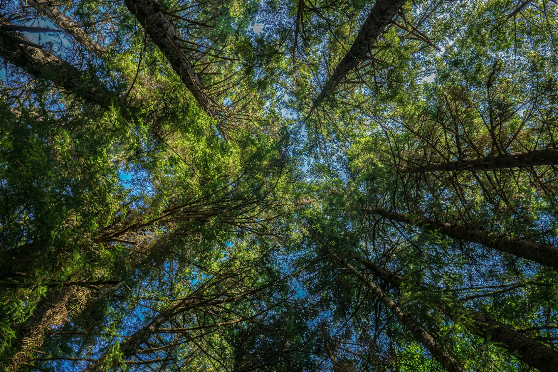 tree tops