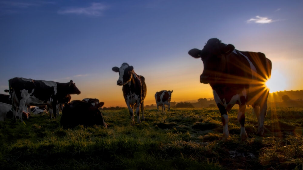 Cows