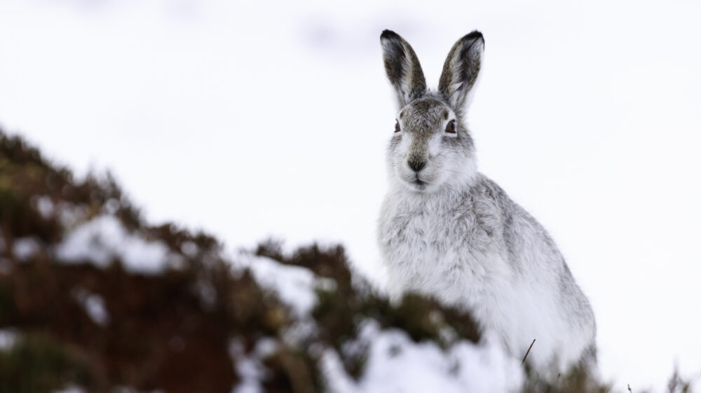Mountain hare in snow with white and brown fur