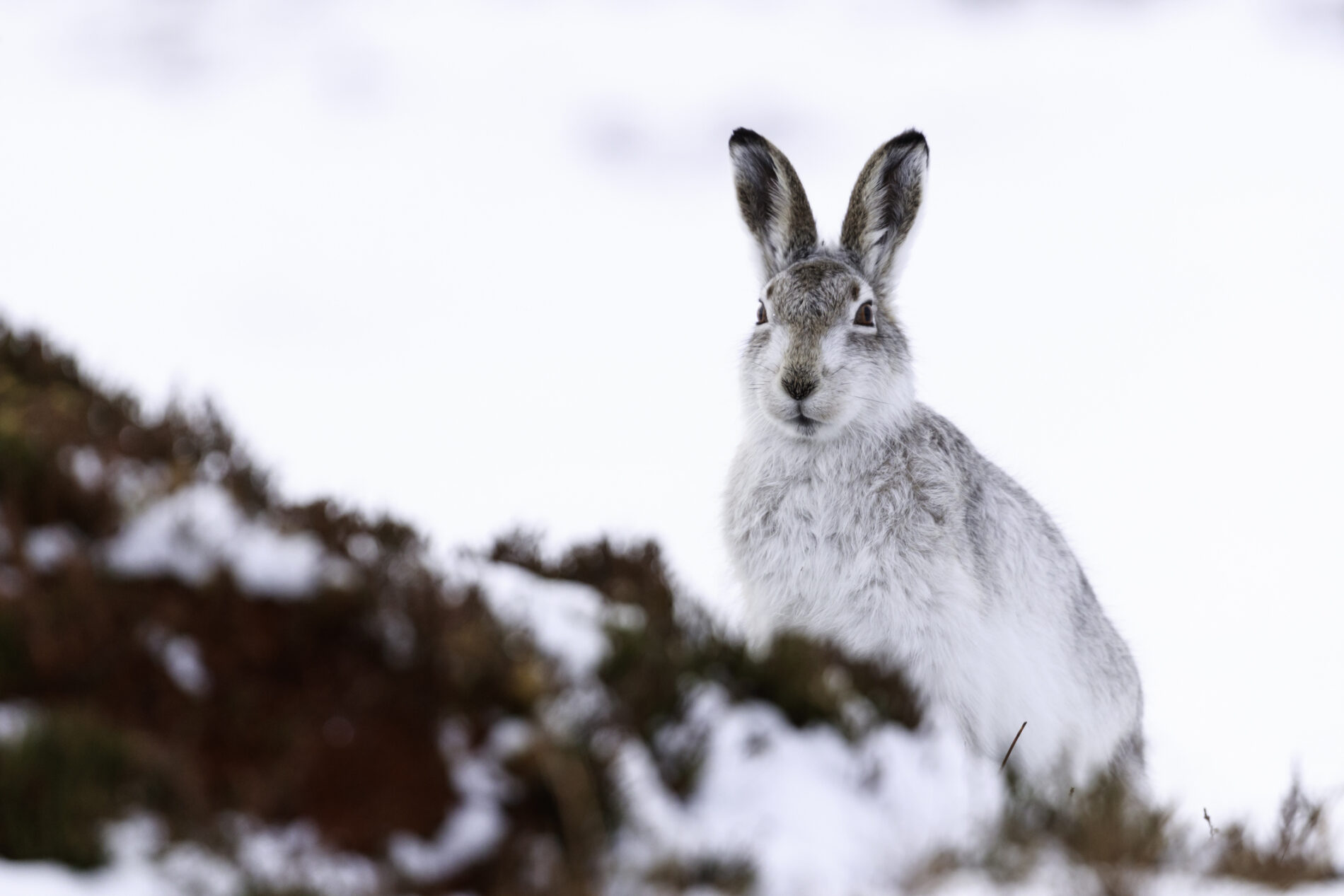 Mountain hare in snow with white and brown fur