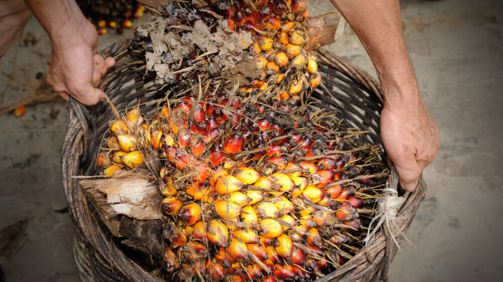 Close up of fresh oil palm fruits, selective focus.