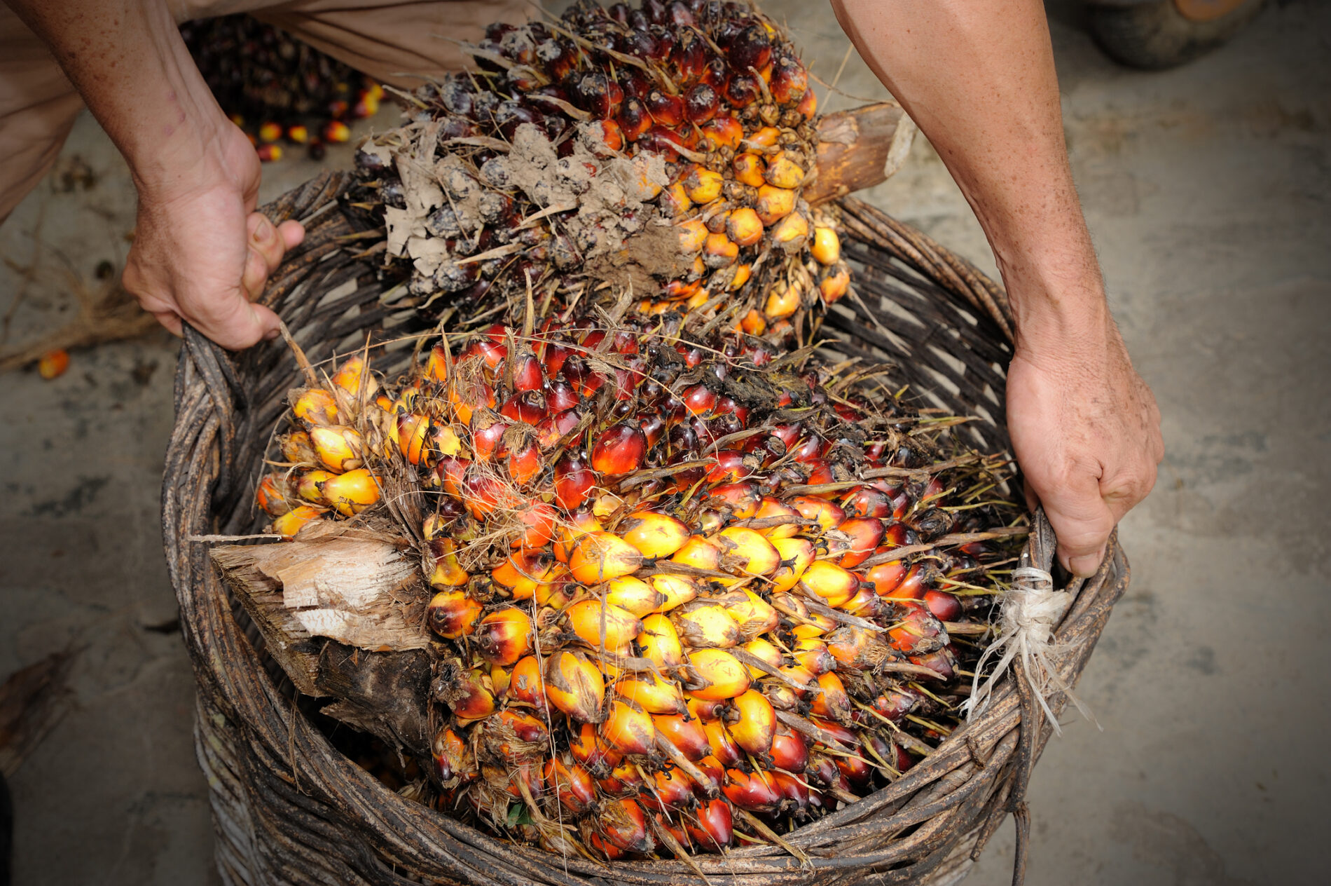 Close up of fresh oil palm fruits, selective focus.