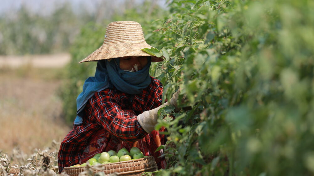 Farmer harvesting in Southeast Asia