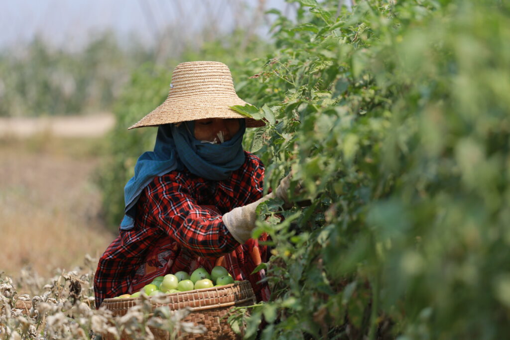 Farmer harvesting in Southeast Asia