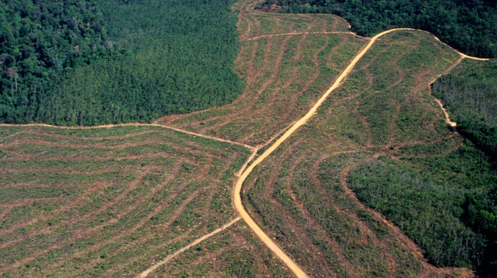 Photograph of monoculture plantations bordering the Amazonian rainforest