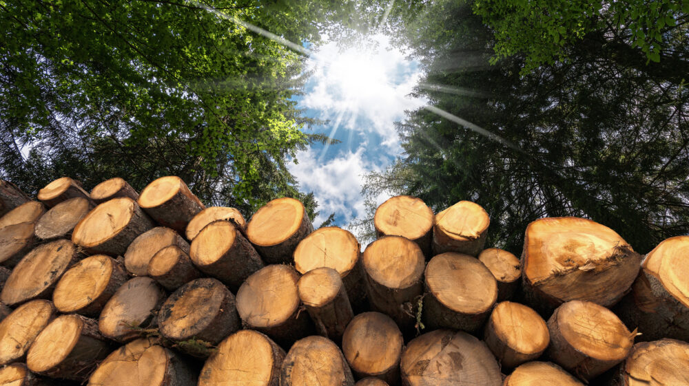 Group of tree trunks cut and stacked in the forest with sun rays