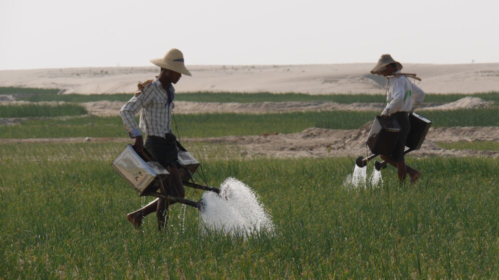 Onion farming near the Ayeyarwady River