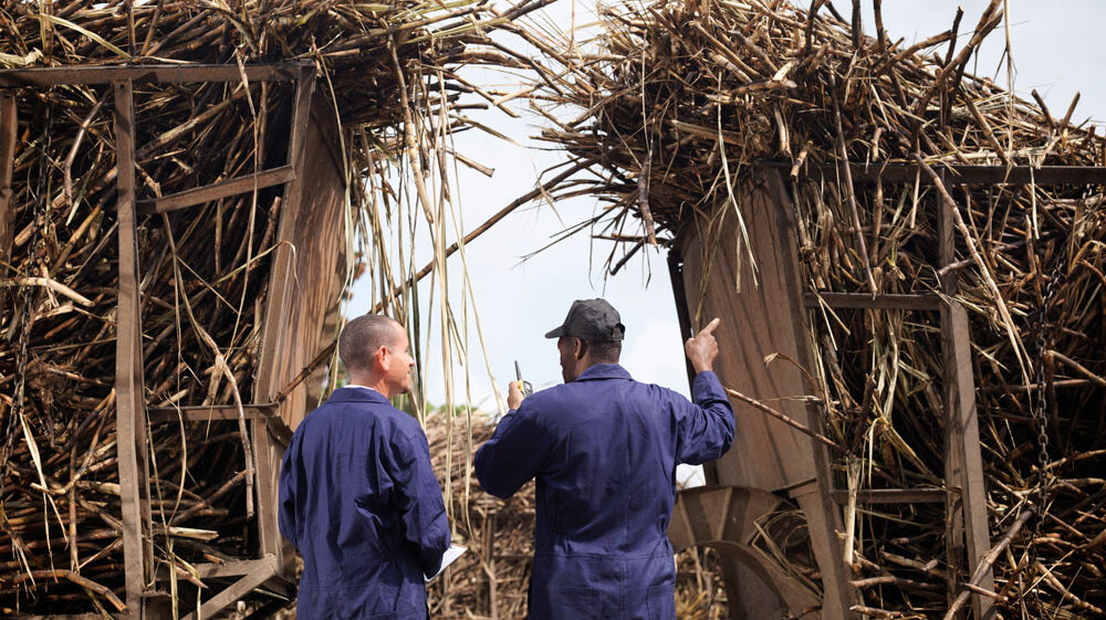 Workers Discussing Sugar Cane.