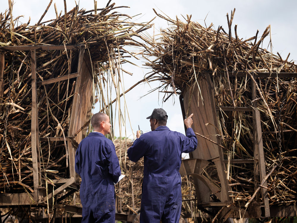 Workers Discussing Sugar Cane.
