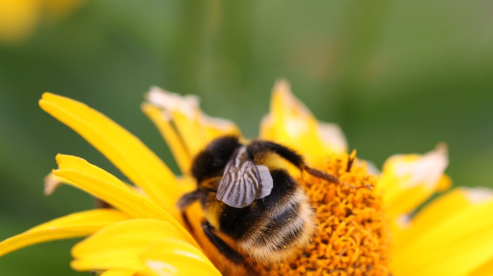 Photo of bee pollinating a flower.