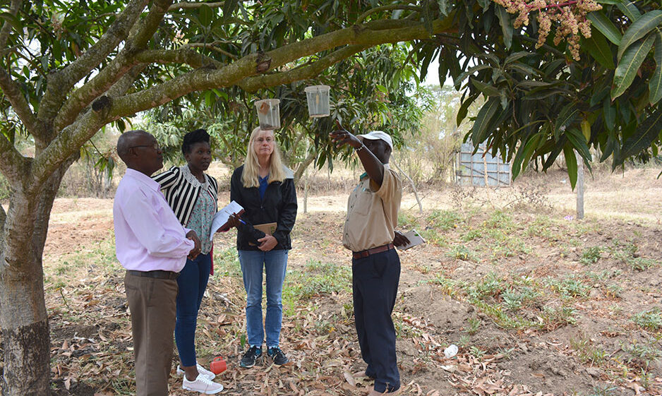 Four researchers standing beneath a tree with measurement equipment tied to a branch