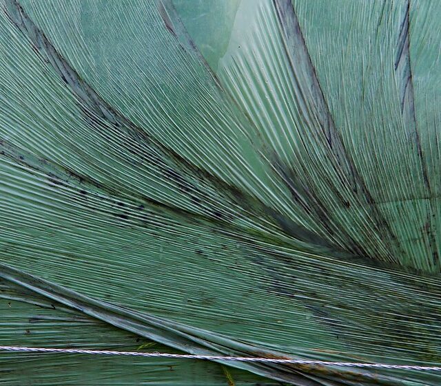 close up of leaf