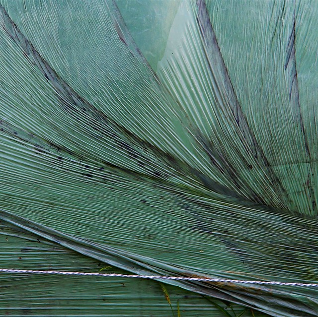 close up of leaf