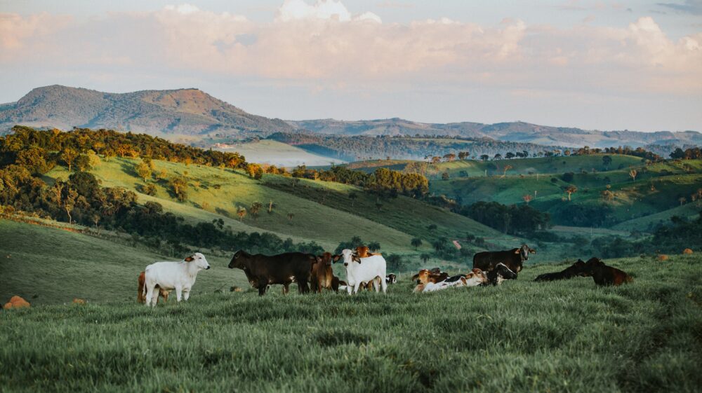 cattle in Brazil