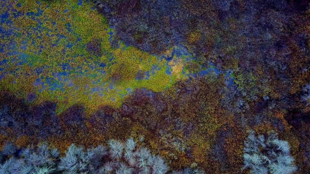 aerial view of wetlands