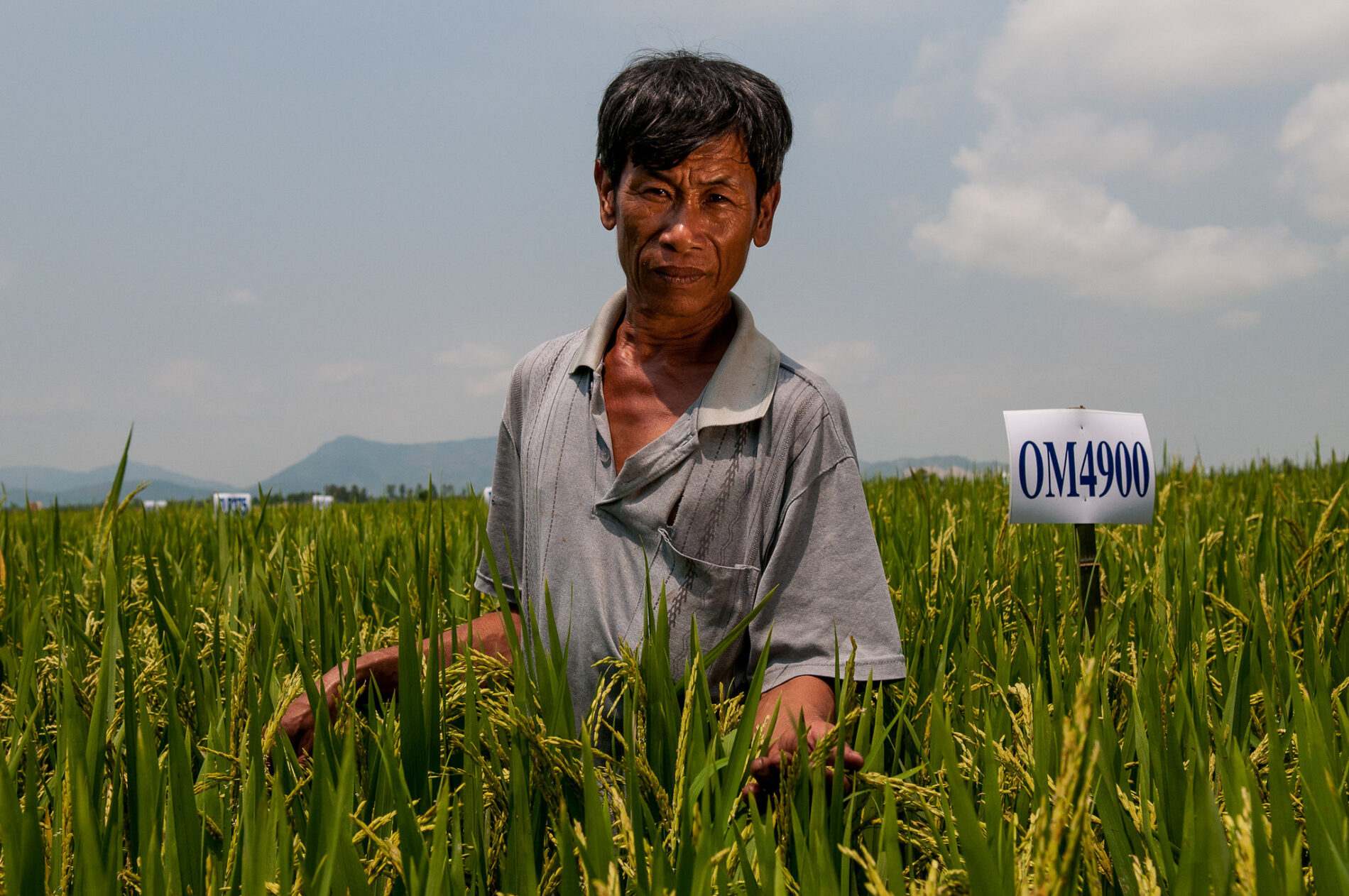 Rice farmer in Vietnam