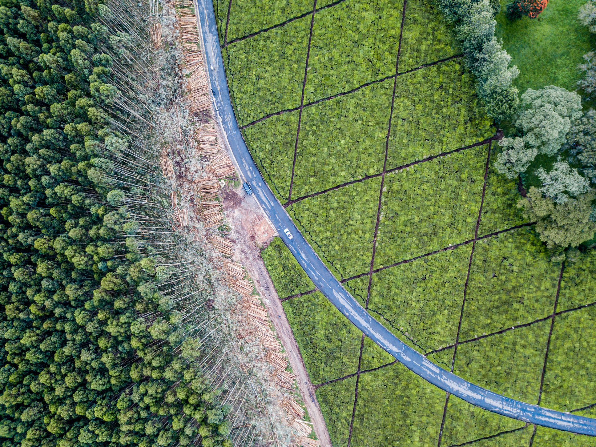 Arial shot of eucalyptus trees and tea fields in Kenya