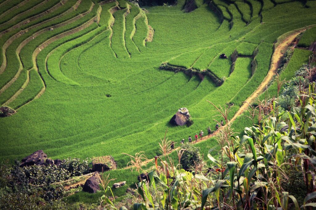 rice fields in Vietnam