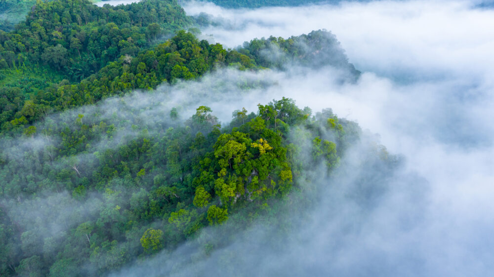 Mist over Amazon forest. Avigator / iStock / Getty Images