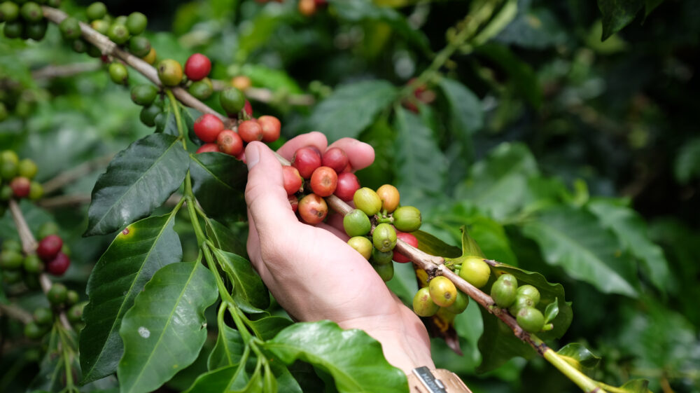 Colombian coffee beans