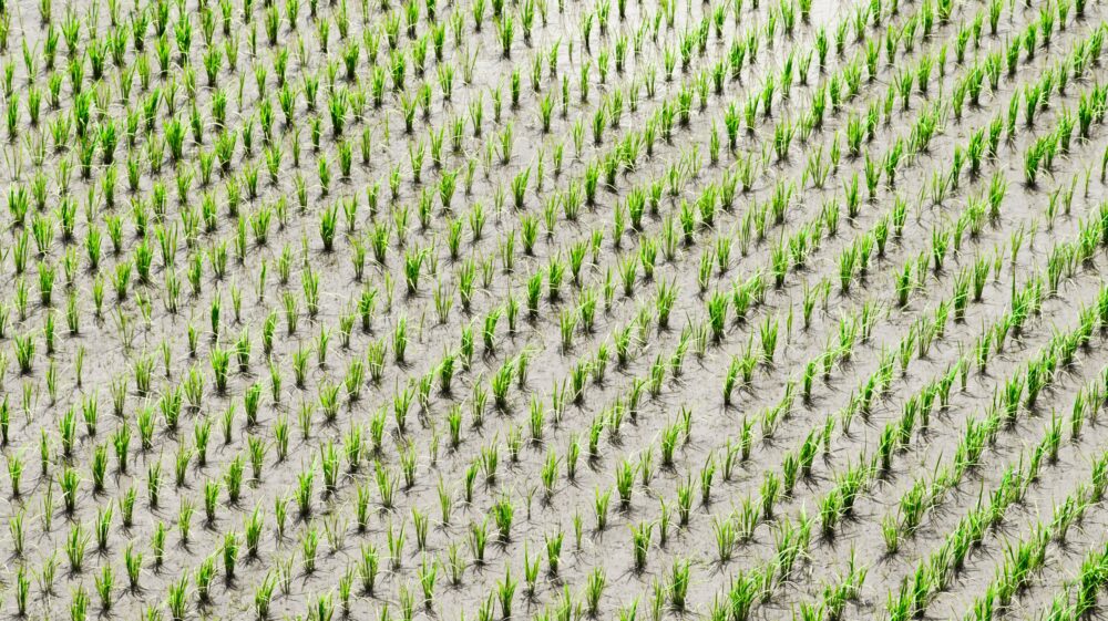 aerial view of rice fields