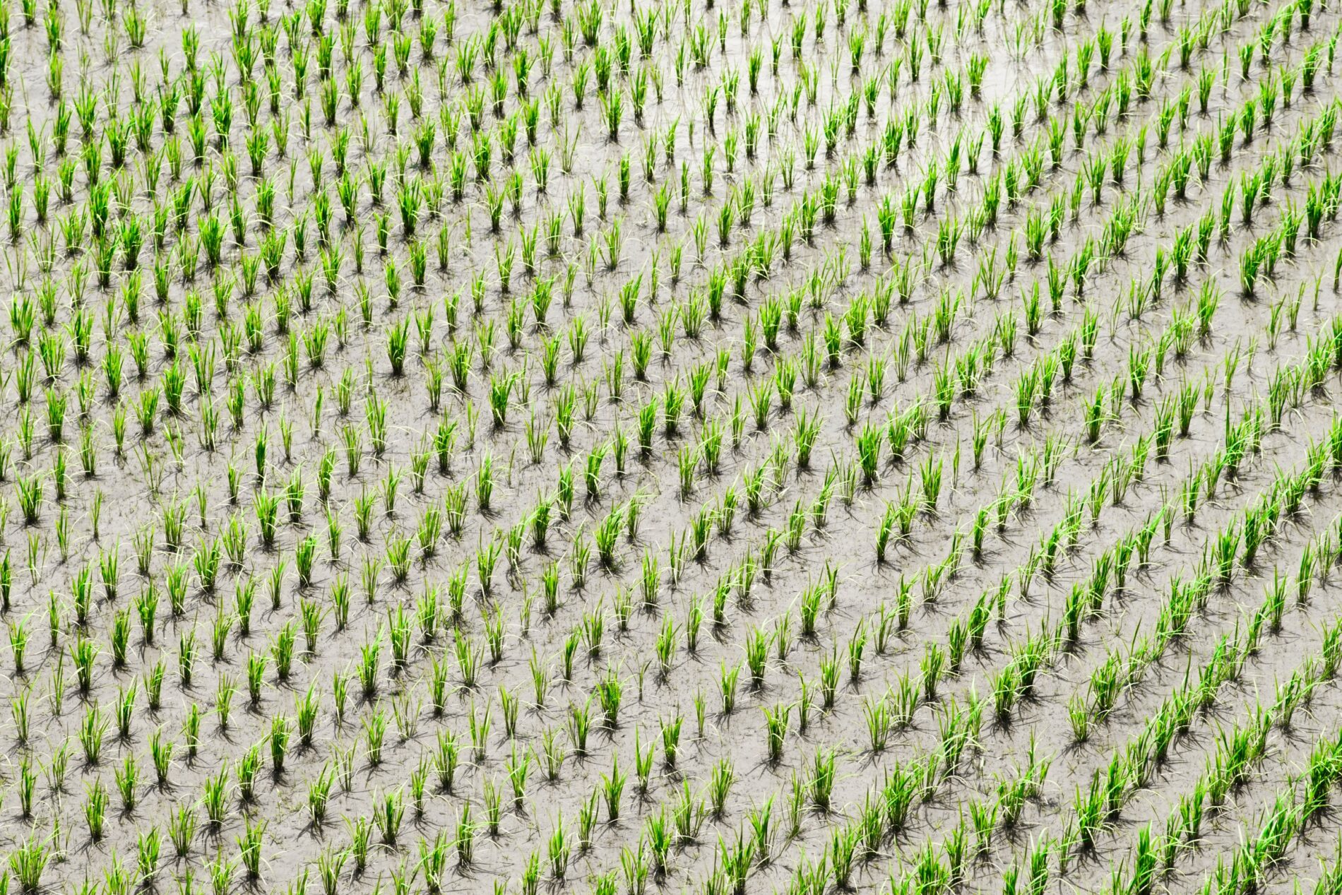 aerial view of rice fields