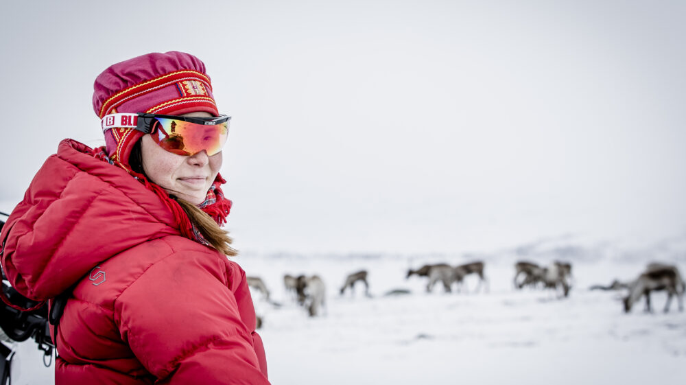 Sami woman in red winter jacket, traditional red Sami hat and red wraparound sunglasses herding reindeer in northern Sweden