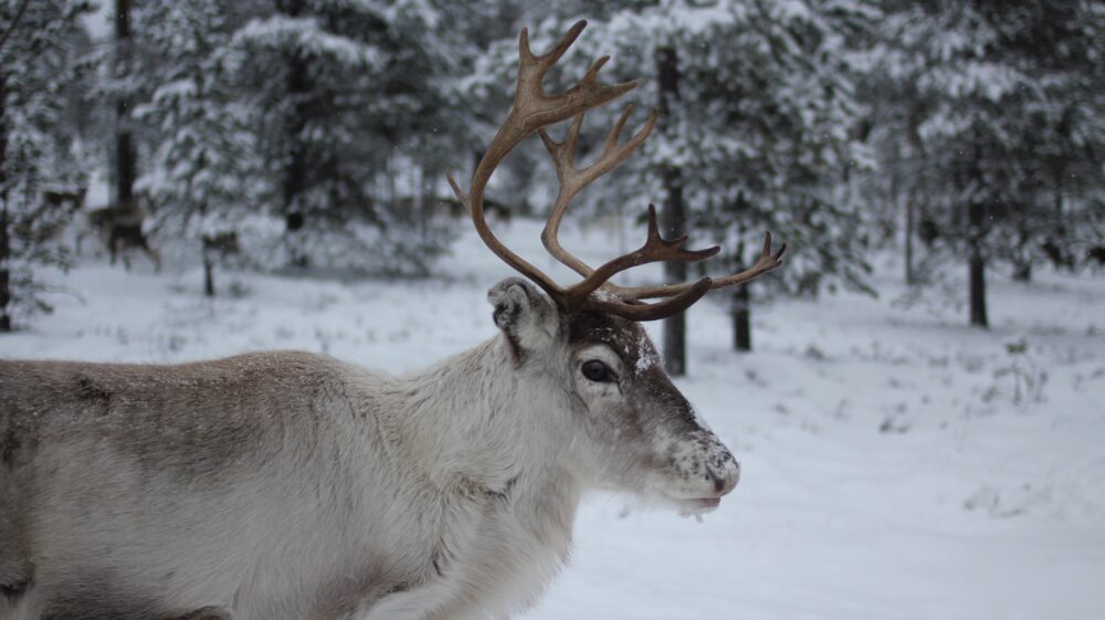 Reindeer in Idre, Dalarna, Sweden during winter