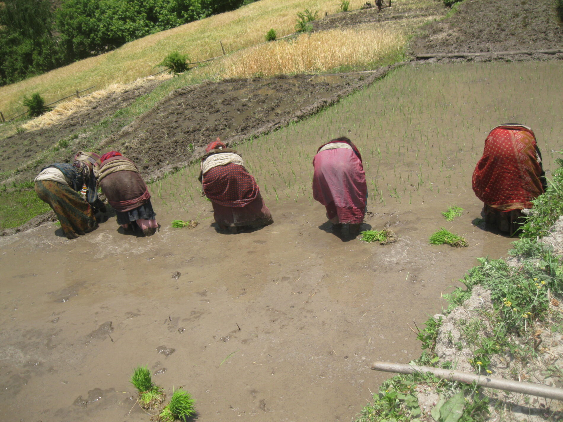 Women working in a field.