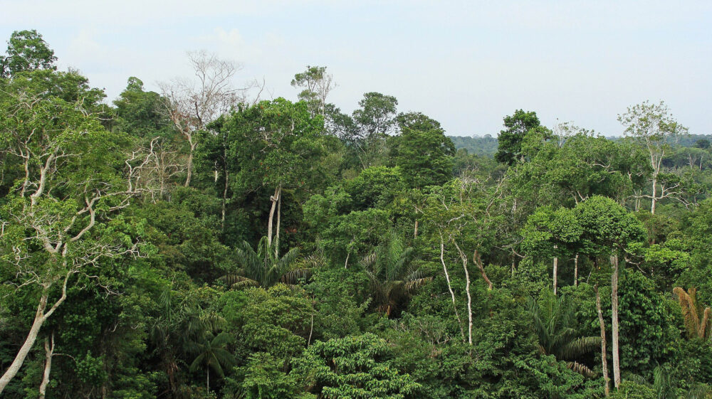 Rainforest canopy