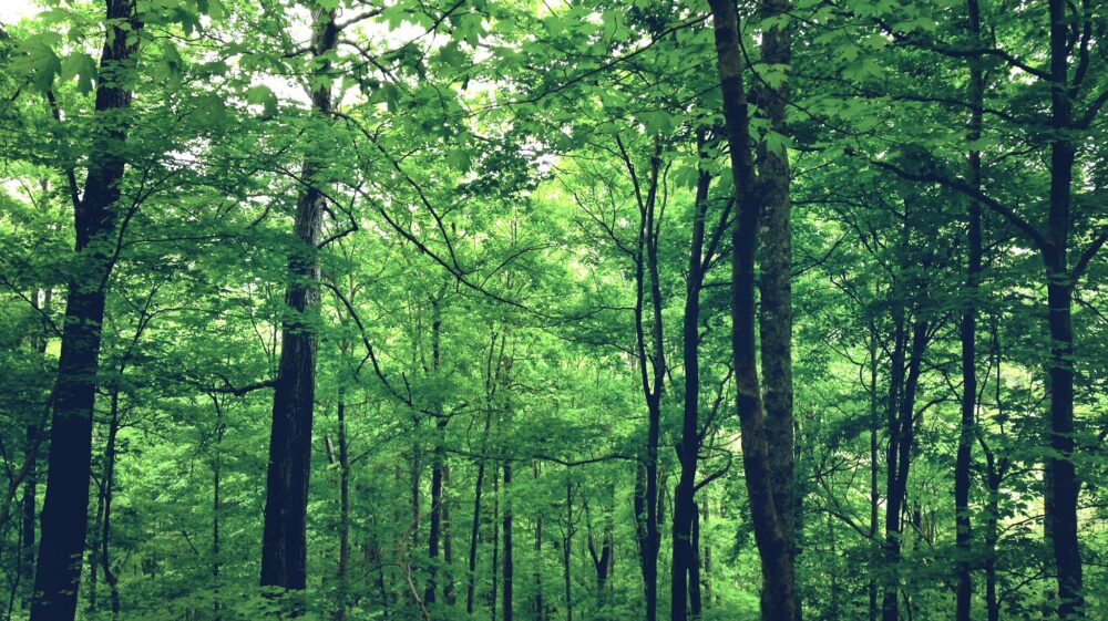 Dense green deciduous forest