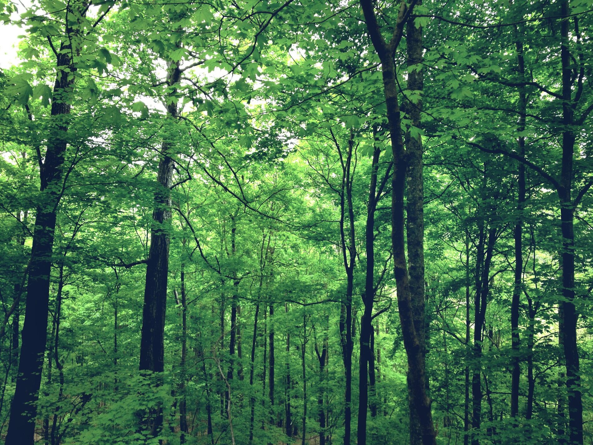 Dense green deciduous forest