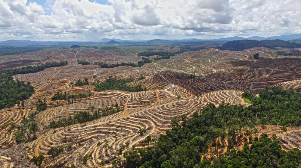 Deforestation for palm oil production. Photo: Auriga Nusantara / Trase Earth