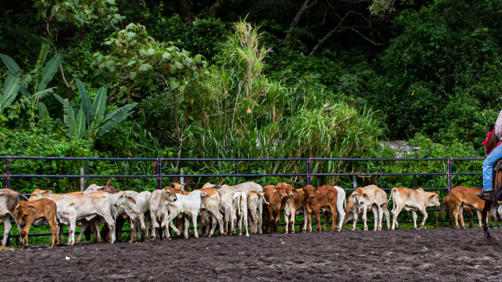 Cattle herding in Boquete, Panama