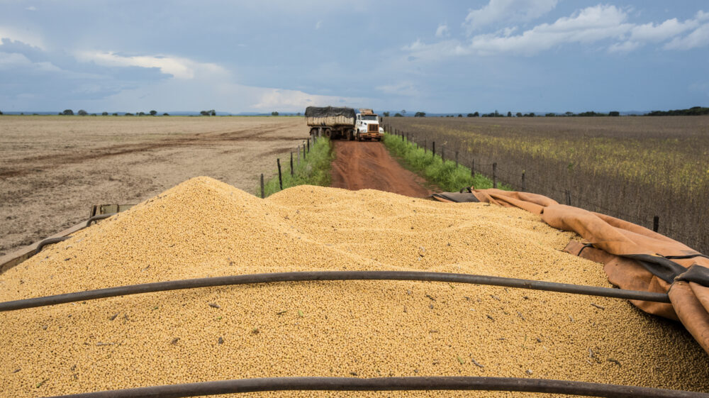 Trucks carrying soy, Brazil