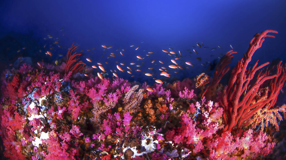 SEI's work on the Ocean and Biodiversity