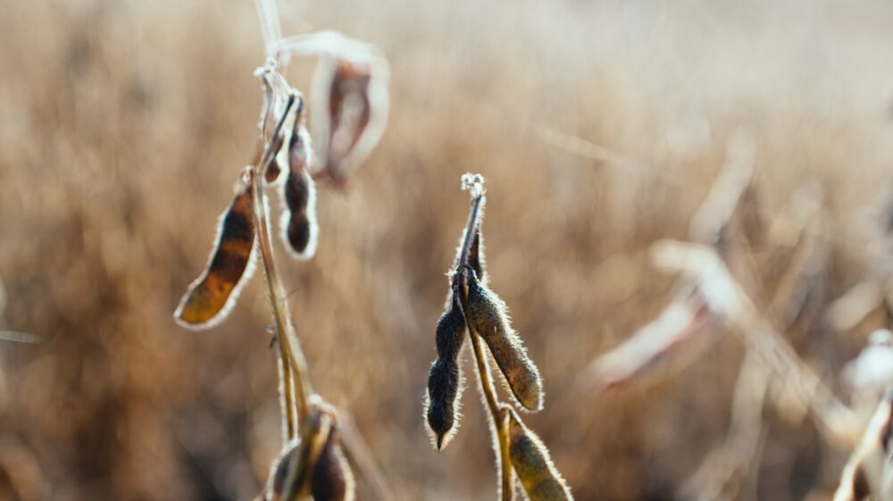 Photo of a soybean field