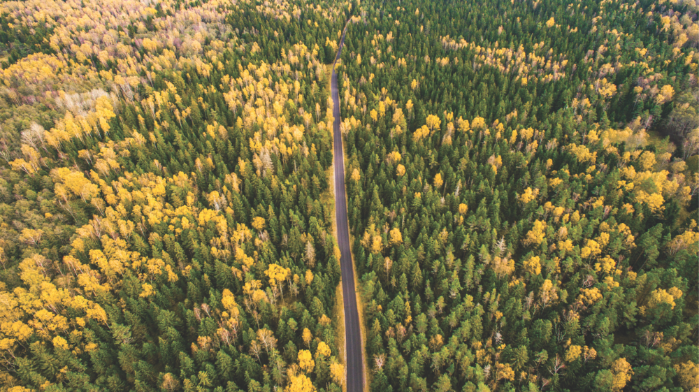 Road through forest