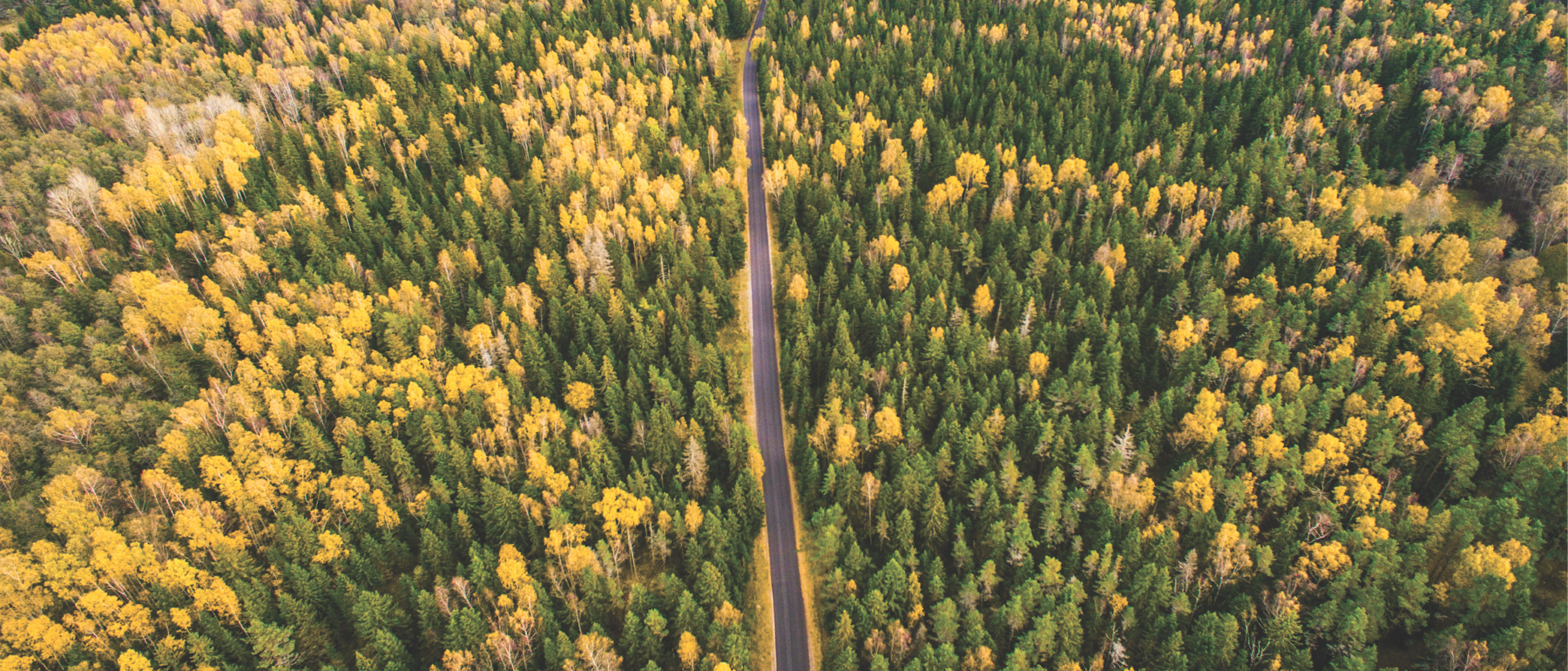 Road through forest