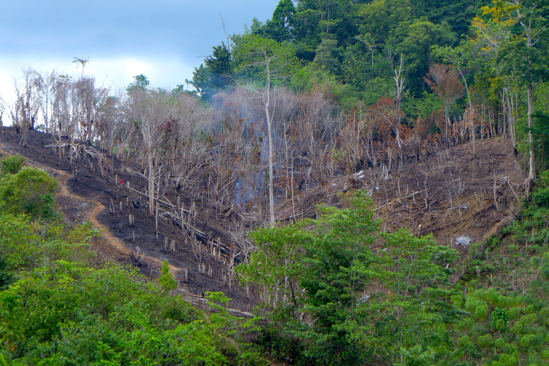 A hill in West Papua, Indonesia, with a large section where deforestation has occurred.
